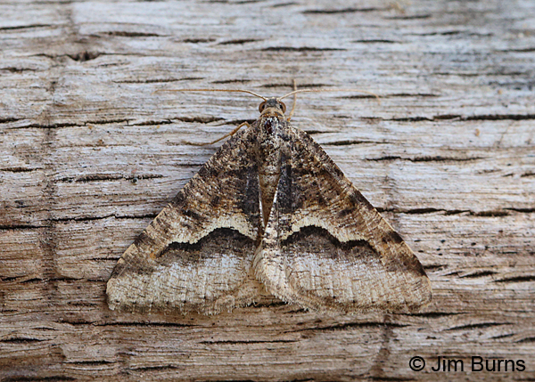 Mesquite Looper Moth on log, Arizona